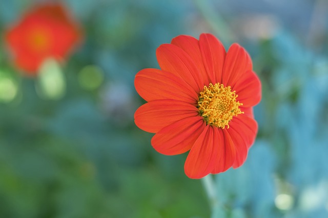 曼联正是希 曼联正是希